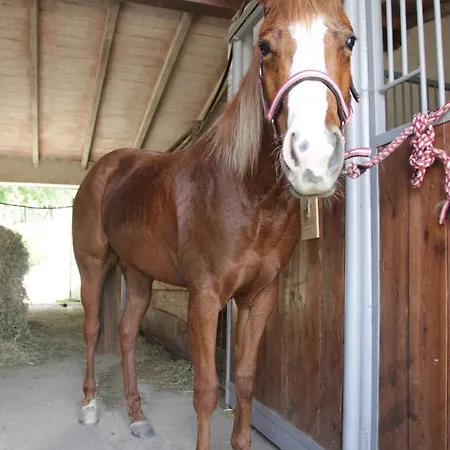 Fattoria Belvedere Фермерский дом