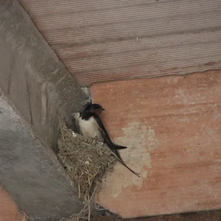 Fattoria Belvedere Фермерский дом *