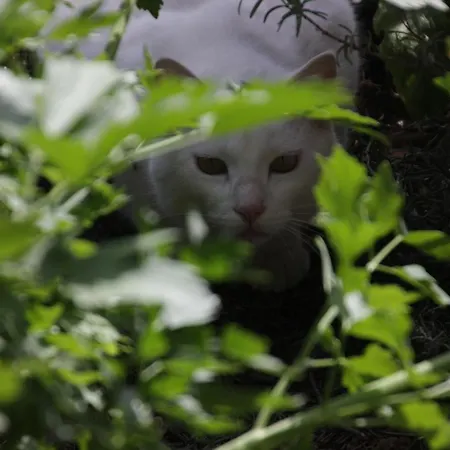Fattoria Belvedere *
