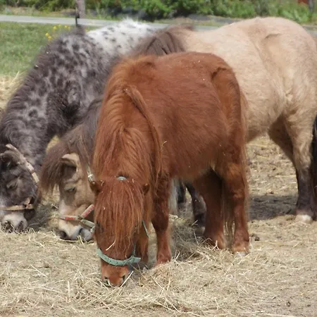 Fattoria Belvedere *