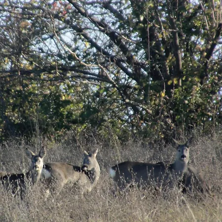 Alloggio per agriturismo Fattoria Belvedere *