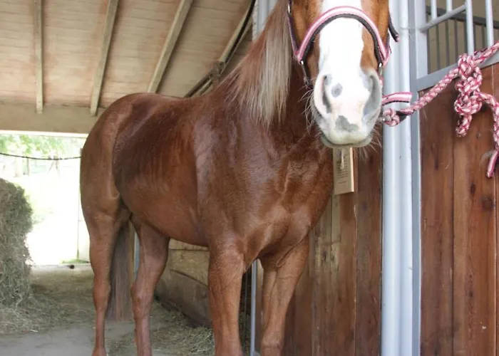 Fattoria Belvedere Lantgård