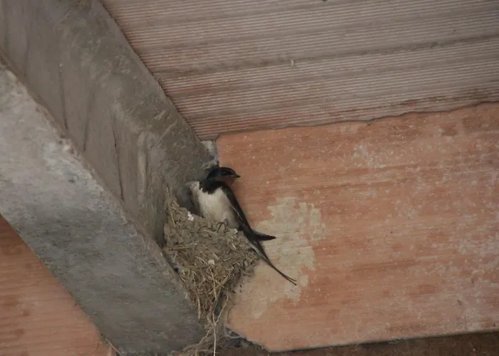 Fattoria Belvedere Bauernhof *