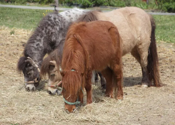 Fattoria Belvedere *