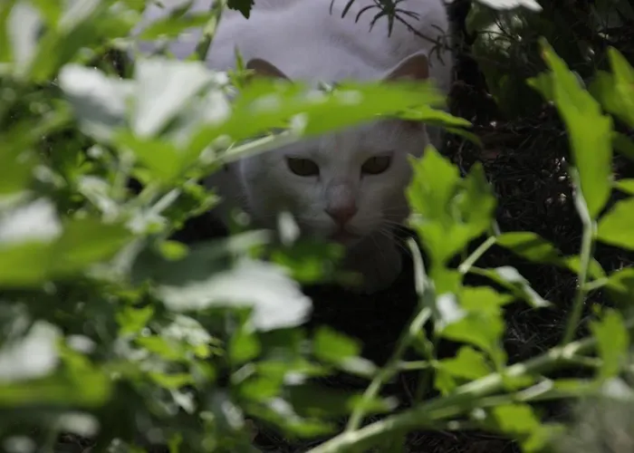 Fattoria Belvedere *