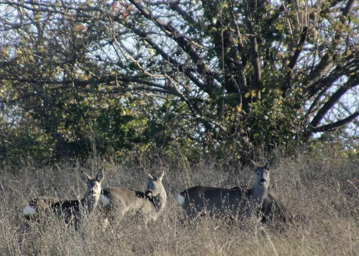 Bauernhof Fattoria Belvedere *